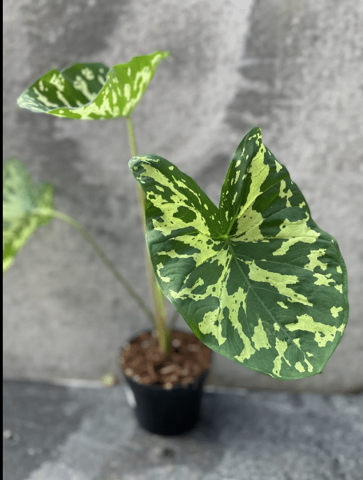 alocasia hilo beauty node planted in soil